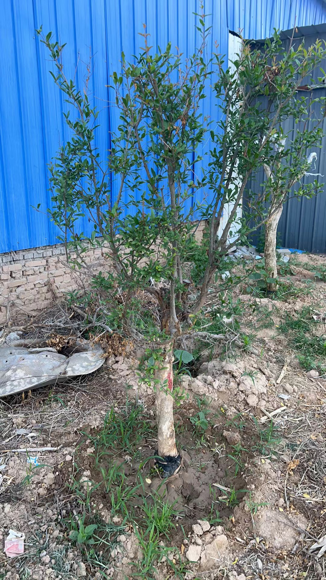 绿植丛林老桩一物一拍