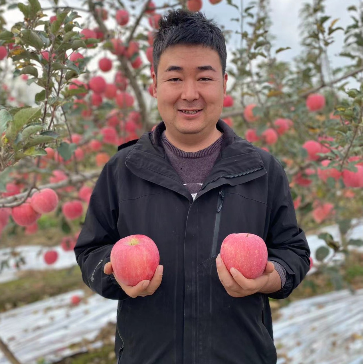 顺丰快递陕西高山红富士苹果霜降后采摘脆甜多汁不打蜡带皮吃