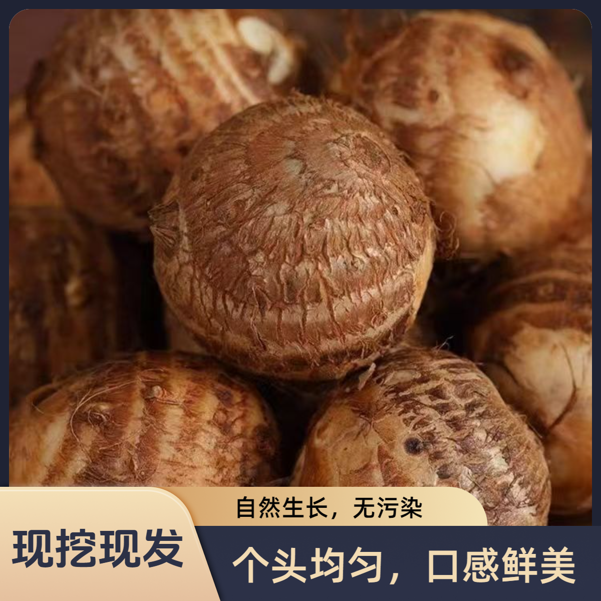 【主播推荐】现挖香芋新鲜正宗芋头芋艿粉糯产地地直发牛奶小芋头