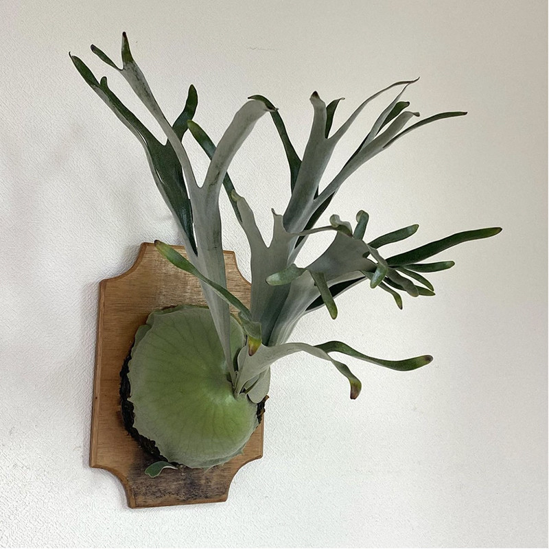 马达加斯加圆盾马圆非圆室内墙面绿植装饰垂挂净化空气植物