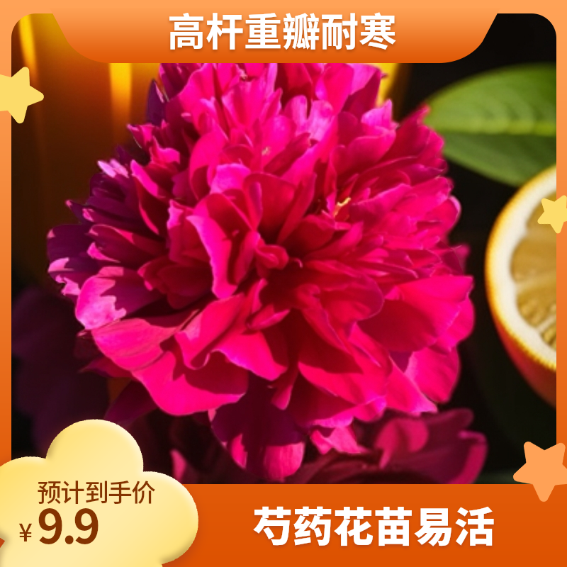 芍药高杆红重瓣芍药花苗2-3芽根块带芽发货耐寒易活庭院阳台植物