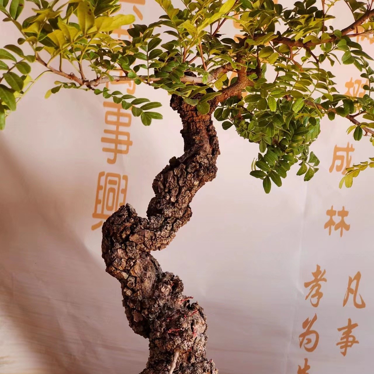 清香木盆景一物一拍 
