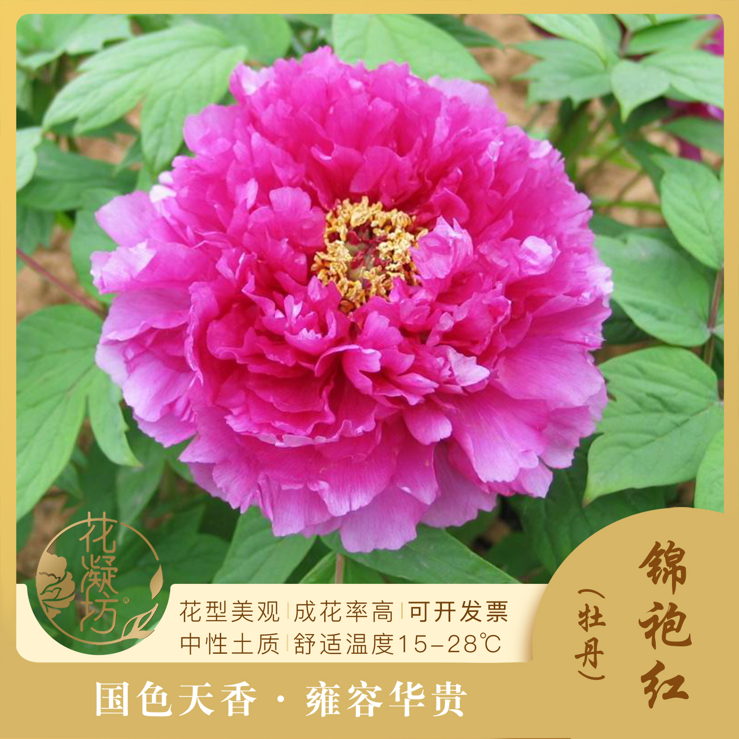 花凝坊【锦袍红】洛阳牡丹红色系品种 盆栽裸根花苗 基地直发