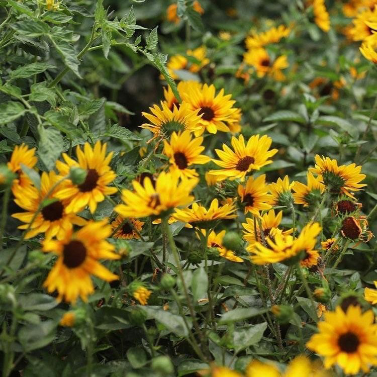 向日葵盆栽花卉室外阳台庭院植物太阳花耐热耐旱好养耐活光辉岁月