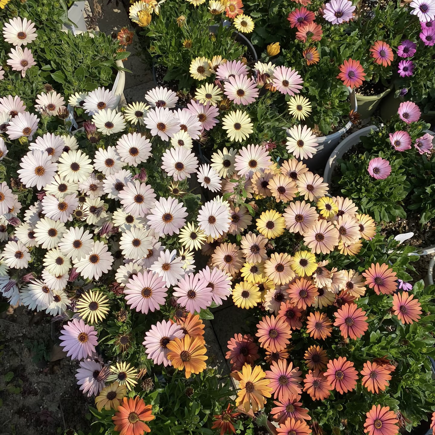 南非万寿菊盆栽大苗菊花盆栽四季开花卉带花苞阳台耐寒多年生宿根