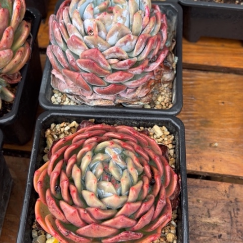 阳台精品梦露纪大单头2个