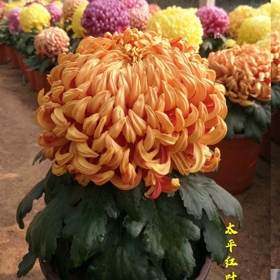 太平红叶土球发货菊花阳台地栽庭院耐寒耐热