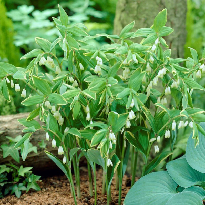 园也  花叶玉竹  耐寒耐阴多年生阴生花园植物