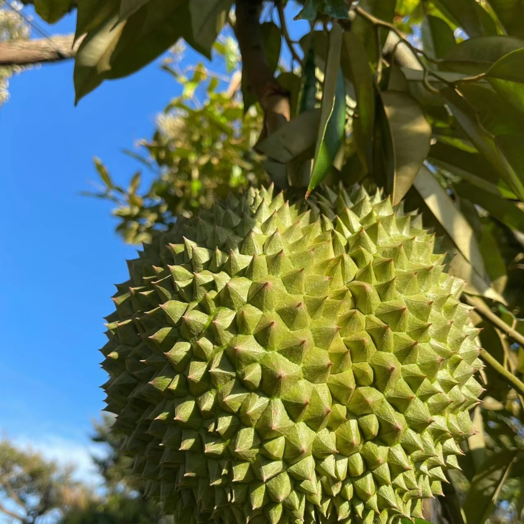 盆栽地栽绿植植物花卉阳台庭院花园
