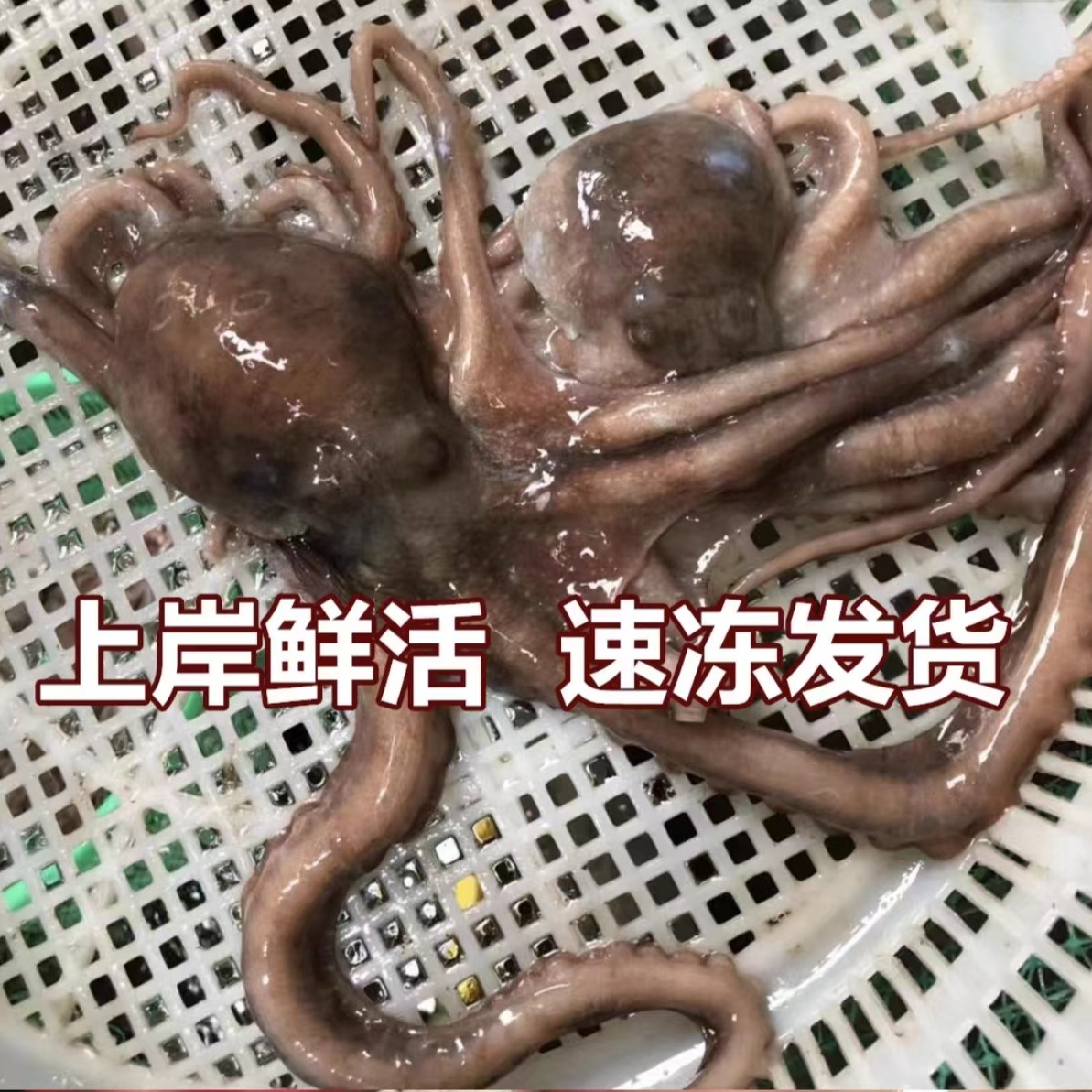 长腿八爪鱼大连新鲜