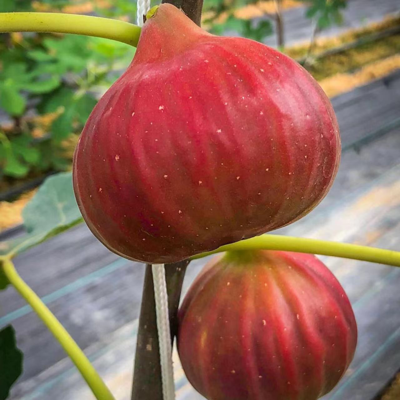 无花果盆栽果树苗巴劳耐斯特拉紫色波尔多波姬红格莱斯青花BNR