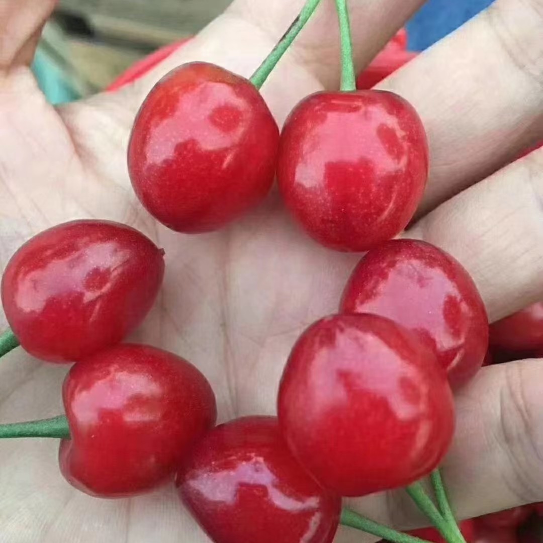 红妃樱桃苗 嫁接苗单株可结果南北方果树苗