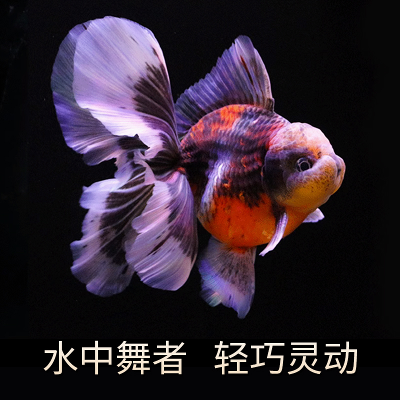 鱼乐乐活体金鱼开箱包活无开箱视频不售后