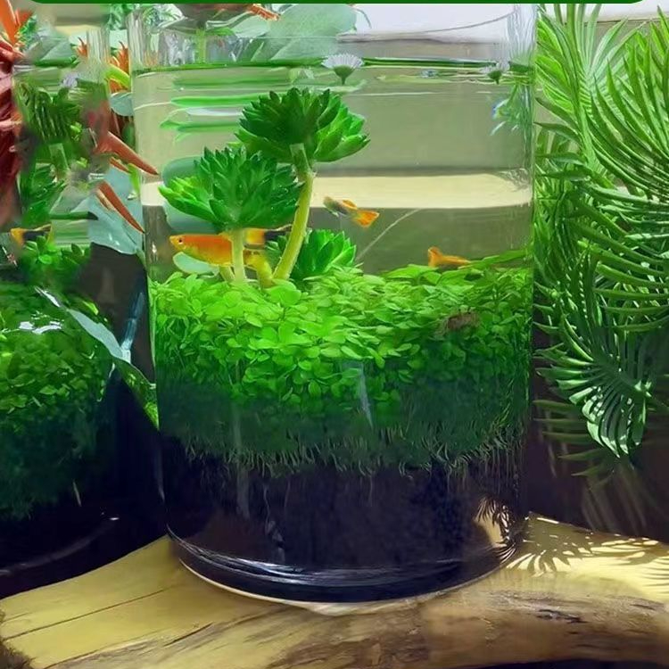 水草种子水草泥生态家用创意鱼缸玻璃瓶水培植物四季造景鱼缸小型