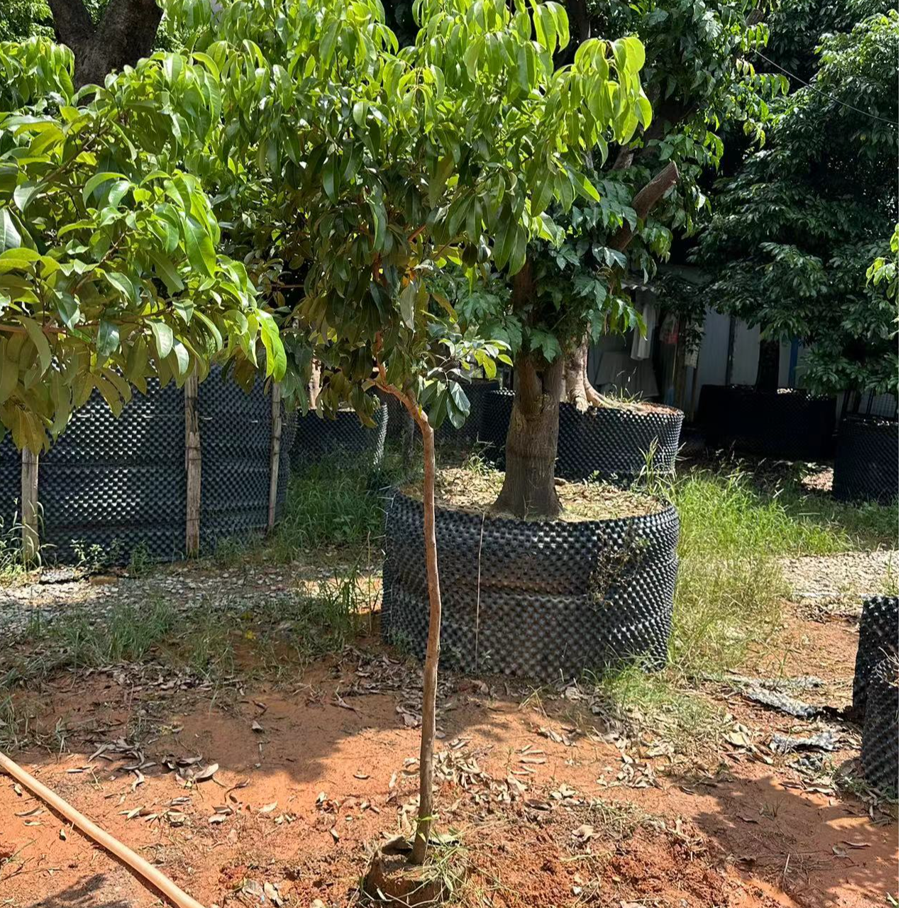 增城仙进奉苗小核四季带土包邮