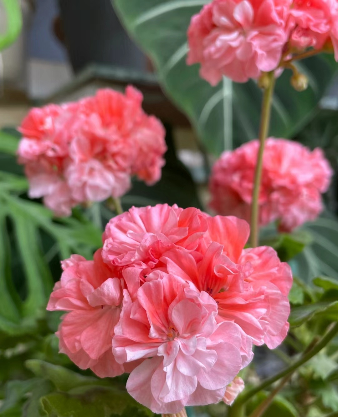 橘子果酱 天竺葵室内绿植盆栽