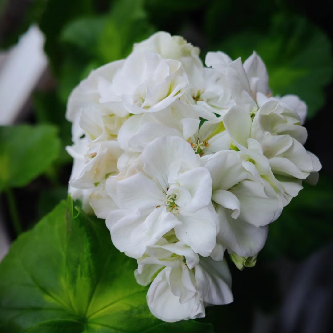 【象牙雪】直立天竺葵（零下拍保温冻坏不售后）