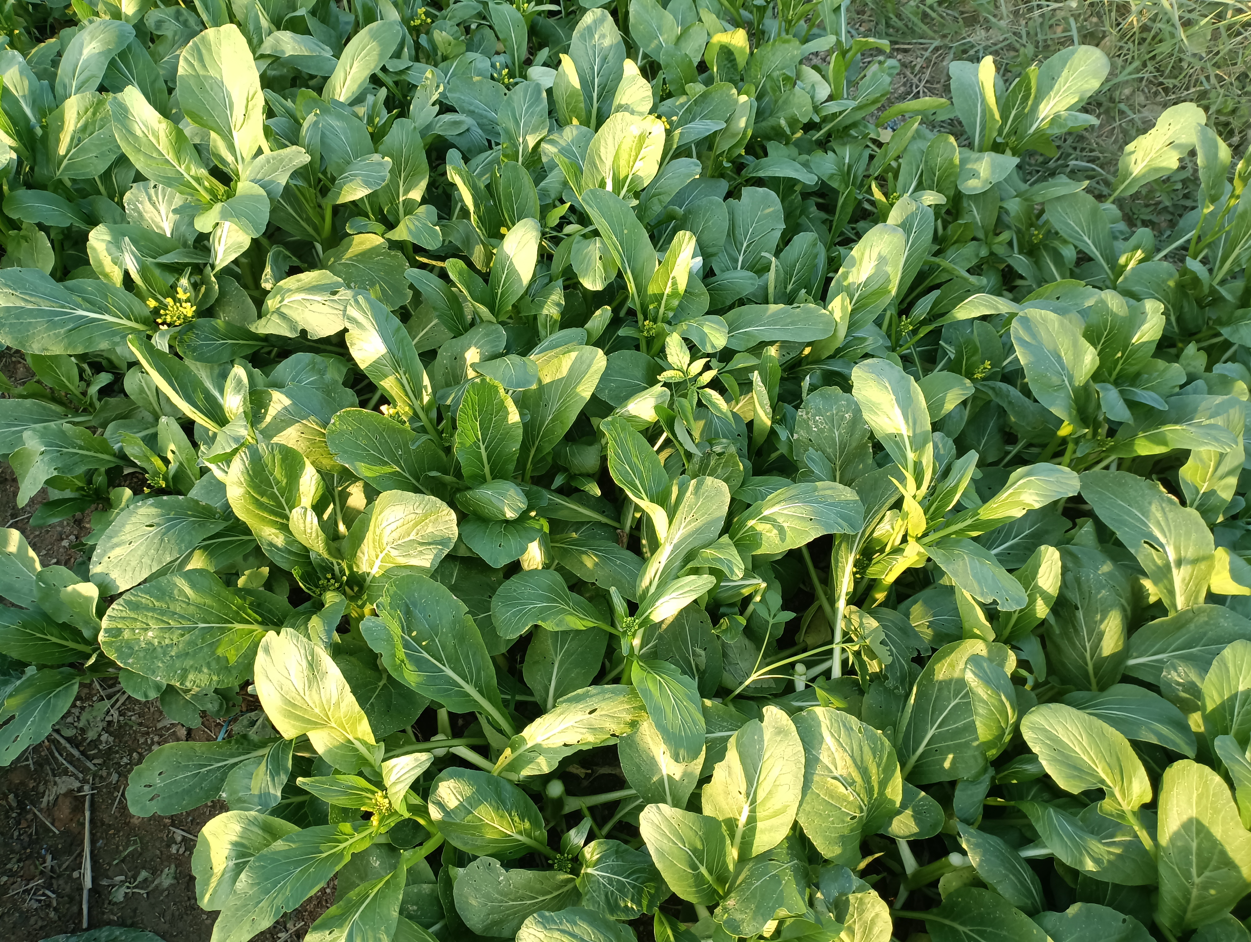 芥兰菜油菜心混合（无花）