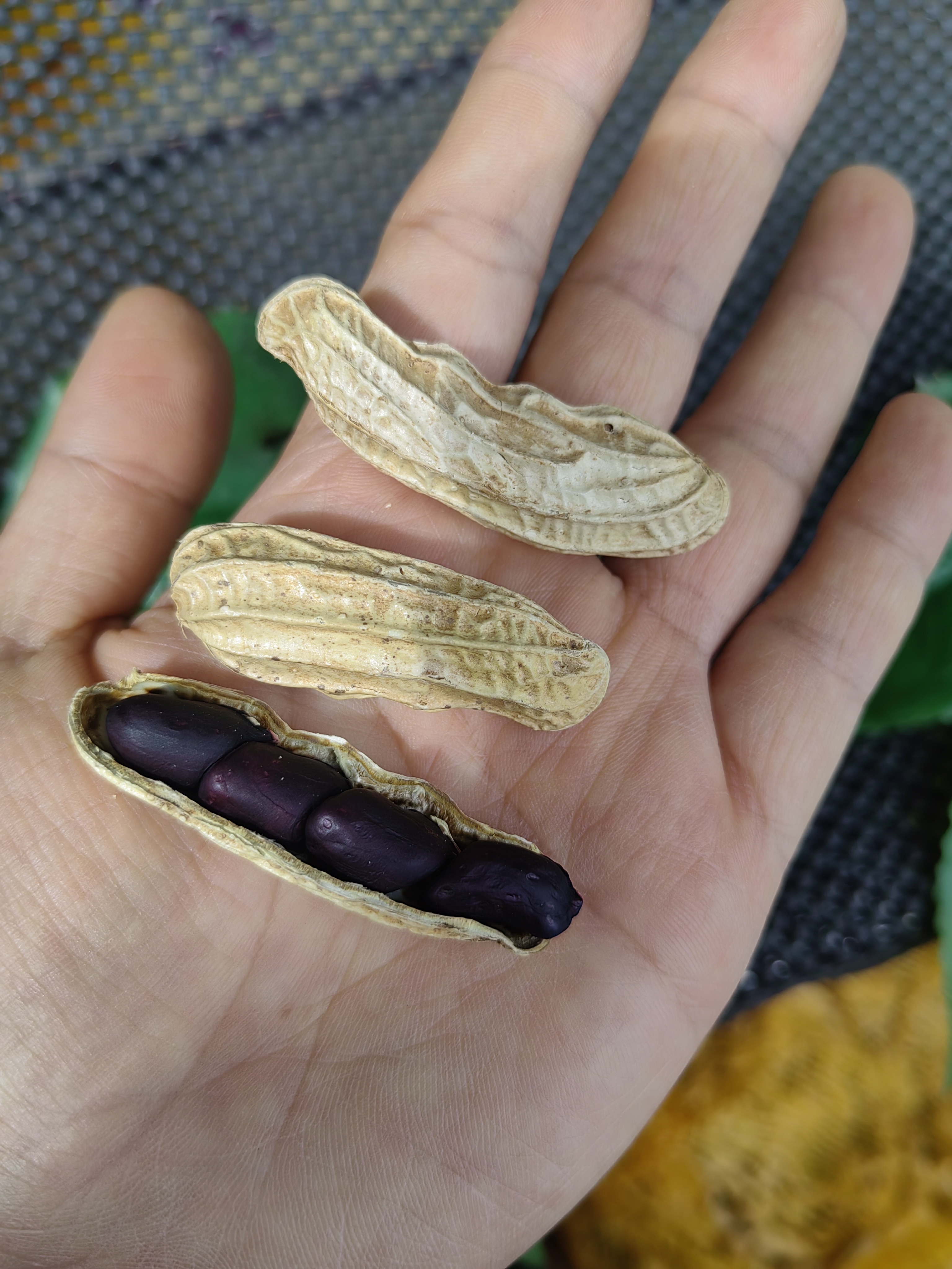 鑫鲜果屋带壳香甜500g