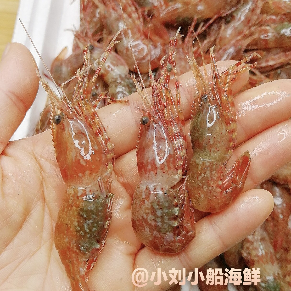 三斤桃花虾 渤海特产 自家小船捕捞 顺丰发货