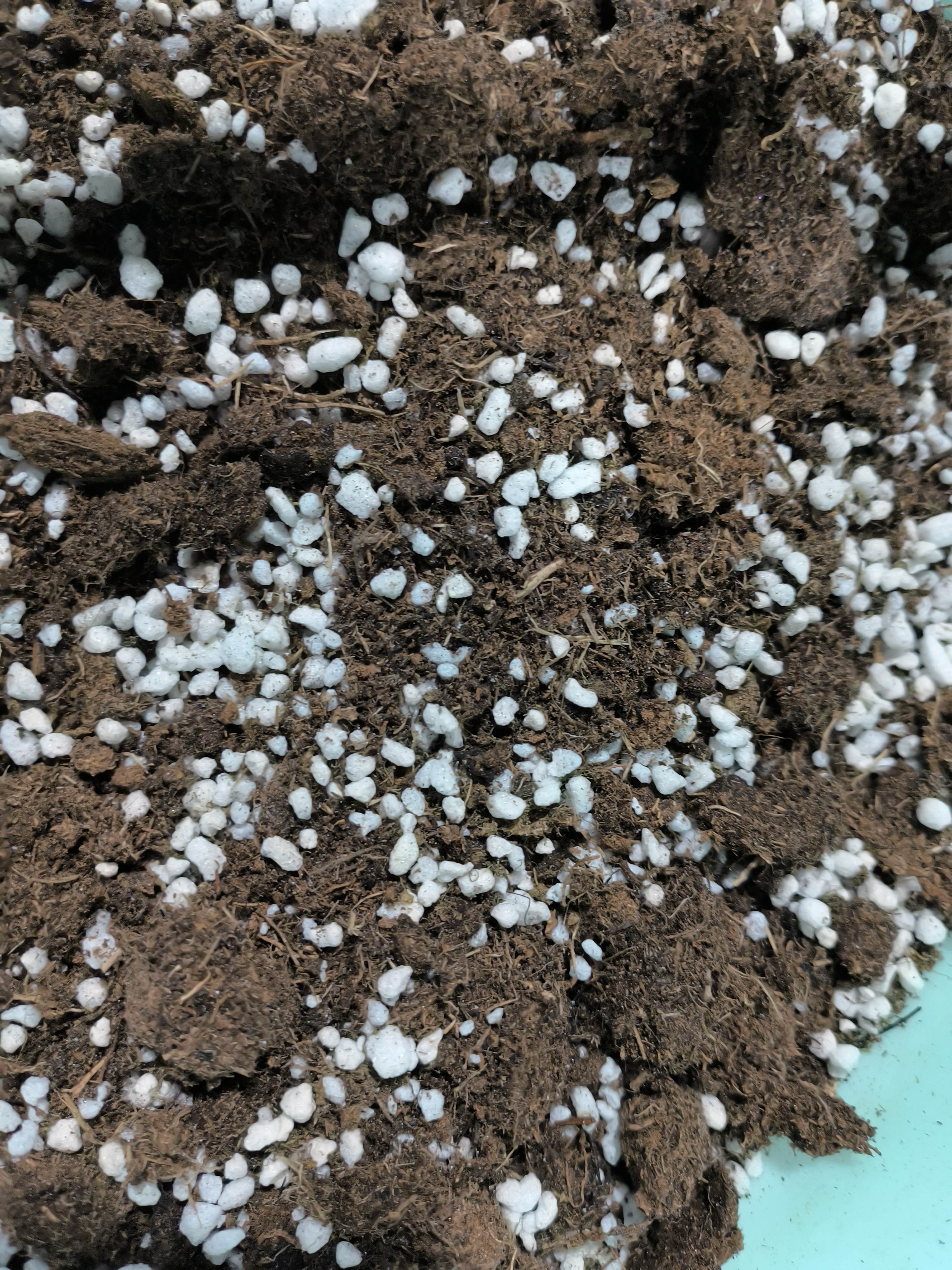秋海棠专用进口土  一袋子   不售后 