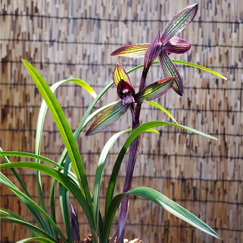 四川漏风漏雨自然种植春兰太红素茗品兰花花卉绿植盆栽红草红素