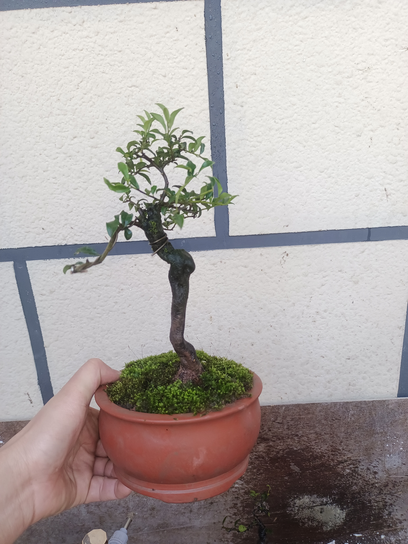 金弹子瓶兰花盆景，文人树，根艺，丛林，