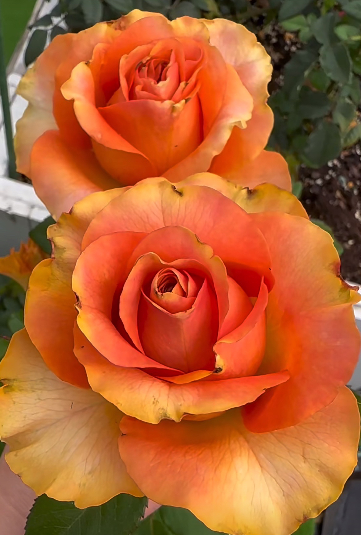 超新品切花【甜橙】橘色高杯大切花阳台庭院月季