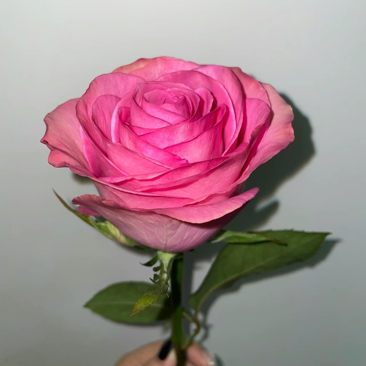 新品切花【子爱/挚爱】粉色高杯巨无霸大切花阳台庭院月季