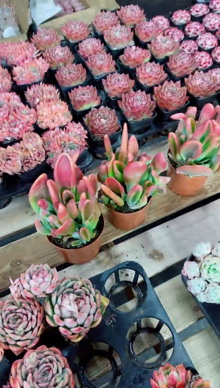 【闪购商品】火狐狸2盆一组  满9.9包邮