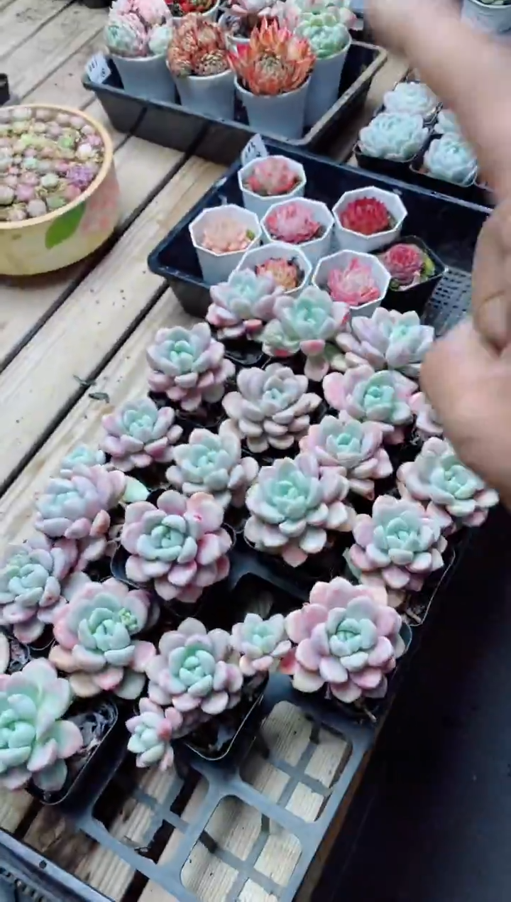 【闪购商品】花班鹿含盆土限购10盆 满9.9包邮
