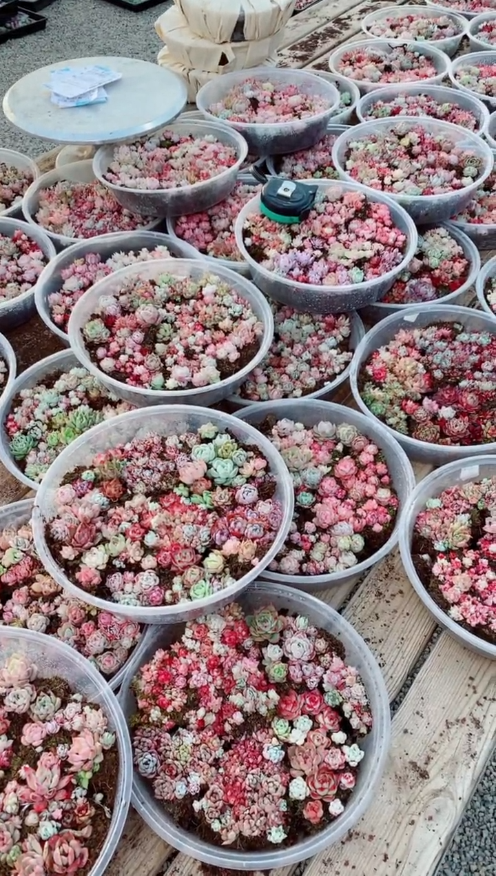 【闪购商品】五彩缤纷太极切糕1盒多肉植物