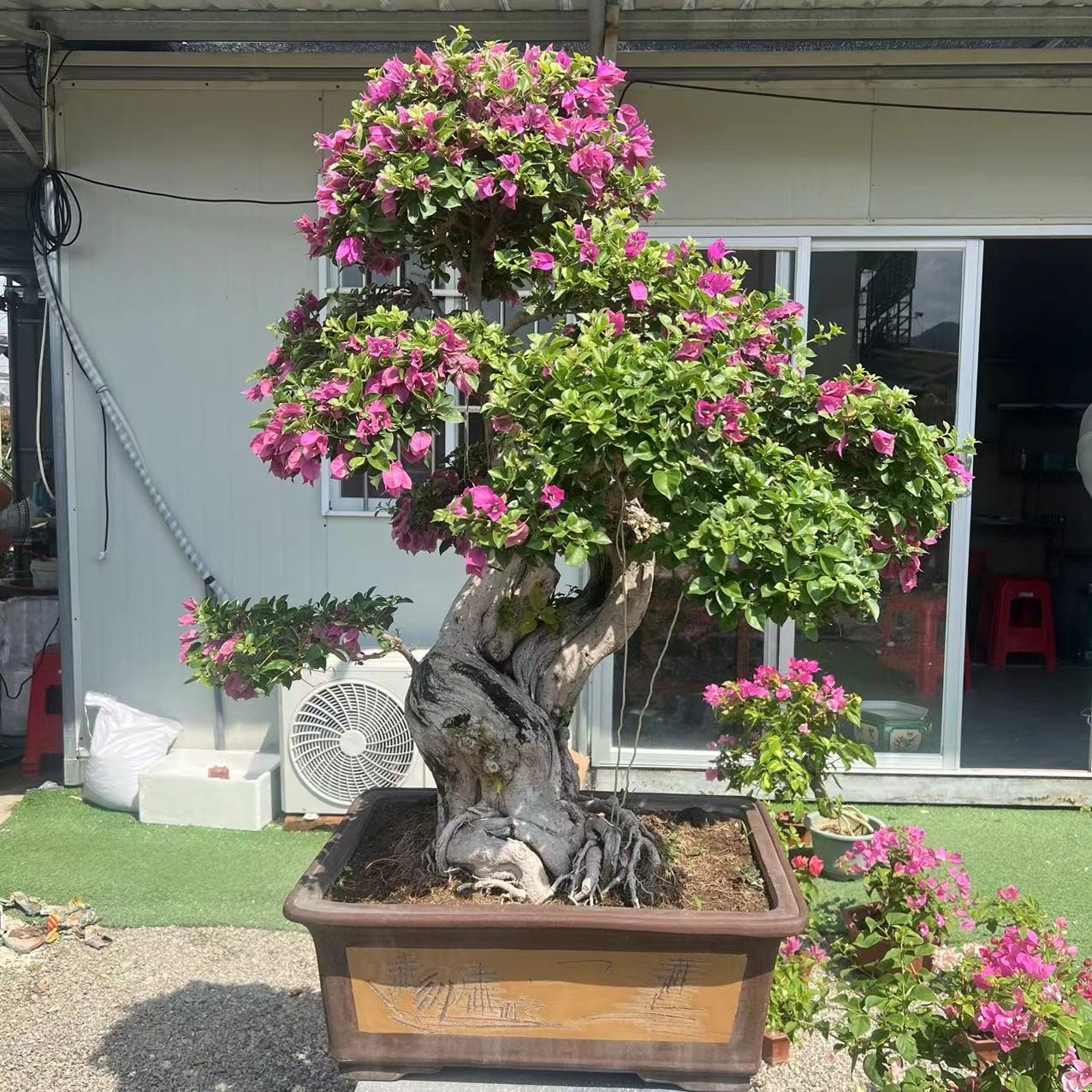 晨睿精品盆景盆栽植物盆栽老桩三角梅盆景三角梅小叶紫鲜花盆栽