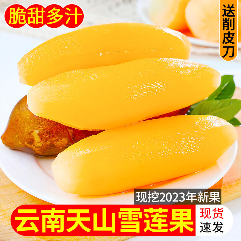 云南天山雪莲果应季清甜多汁脆甜可口红泥沙雪莲果现挖3/5/9斤
