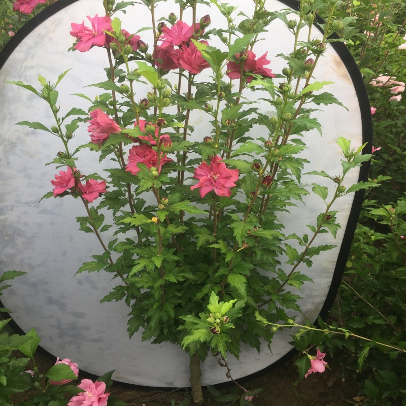 棒棒糖玫瑰木槿花庭院红色植物花期长可食用花卉耐寒抗旱