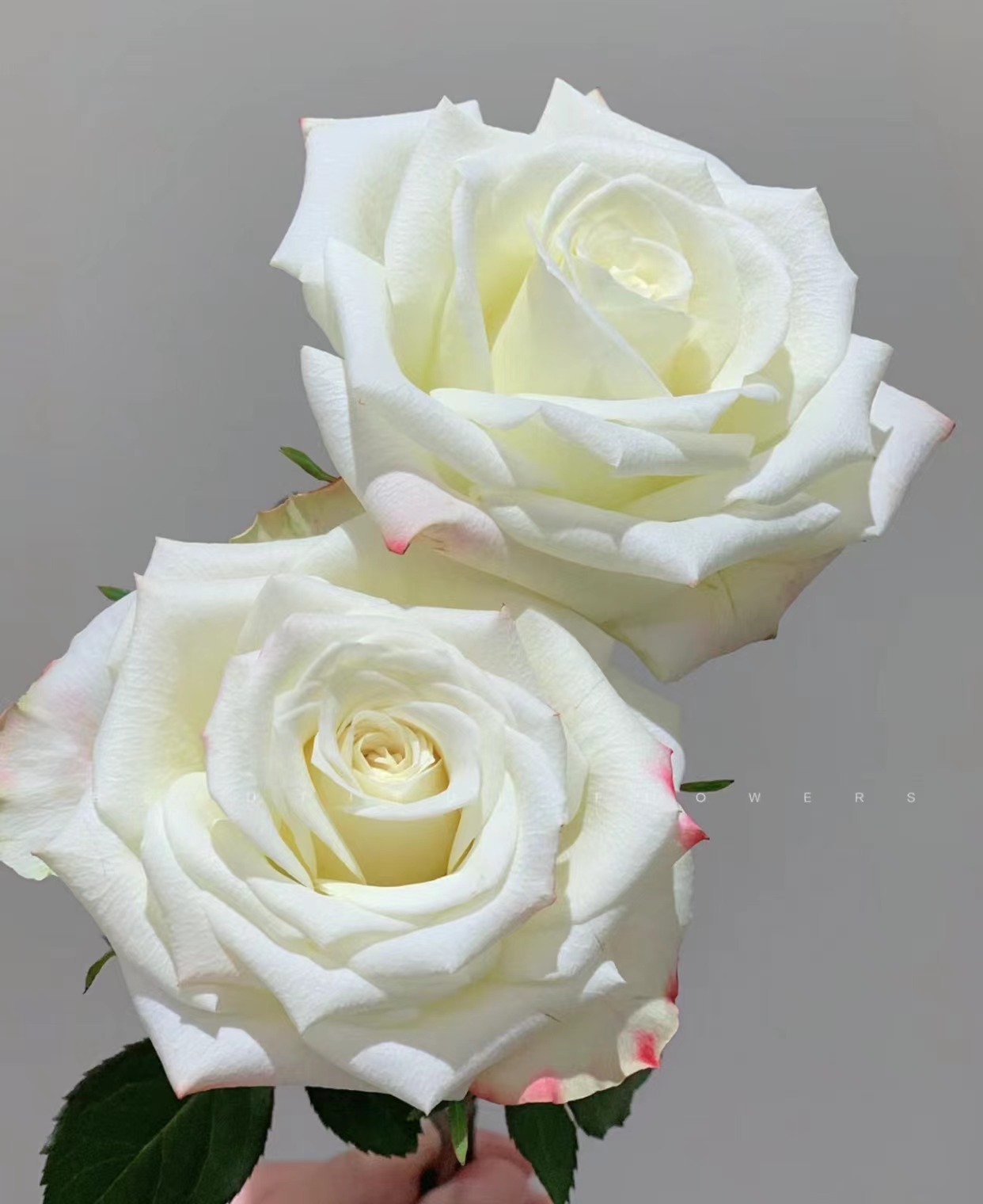 【艾莉森】（0度以下拍保温棉）新鲜玫瑰鲜花云南基地直发装饰鲜花