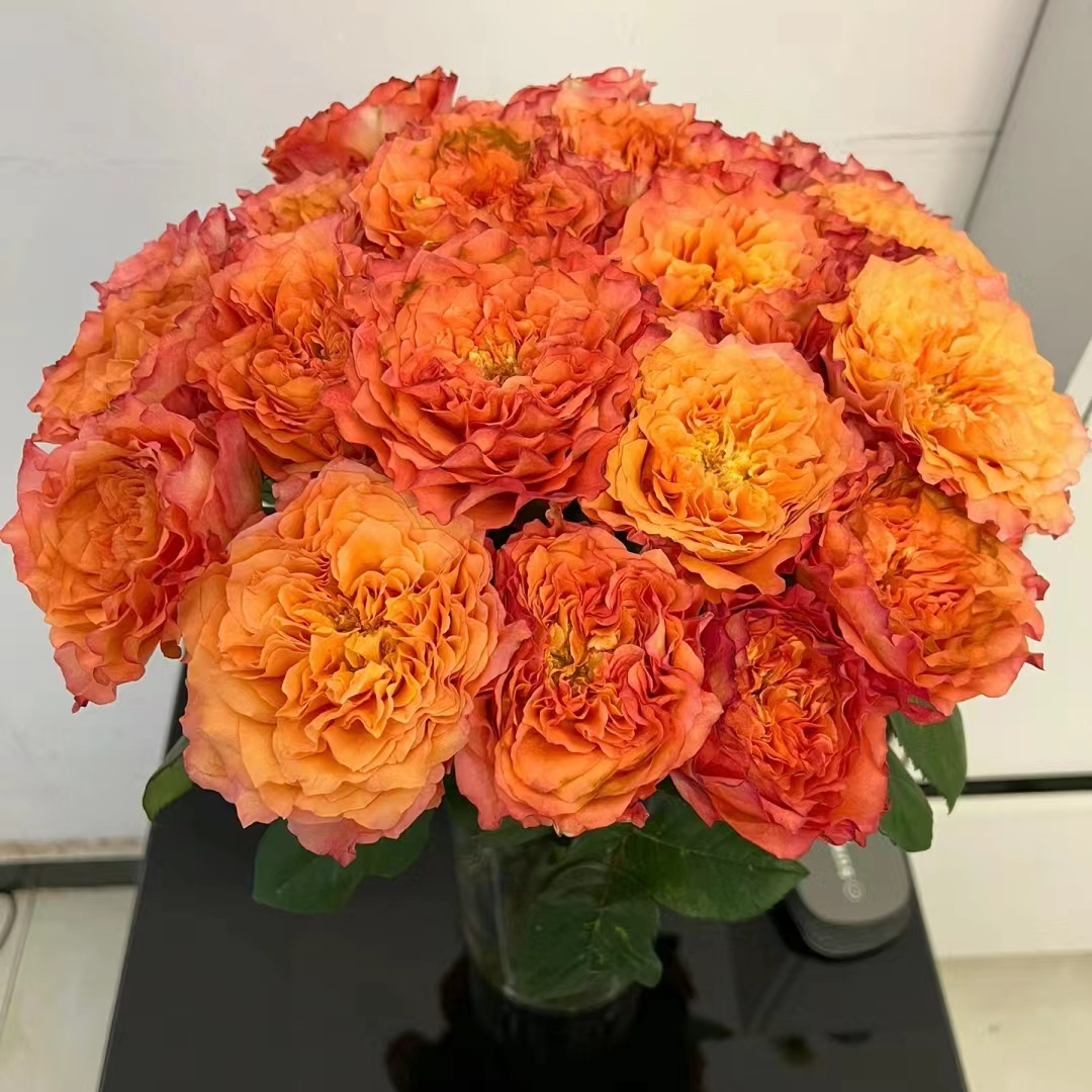 【火灵鸟】玫瑰鲜花云南直发直批昆明斗南花市水养插花新鲜鲜活