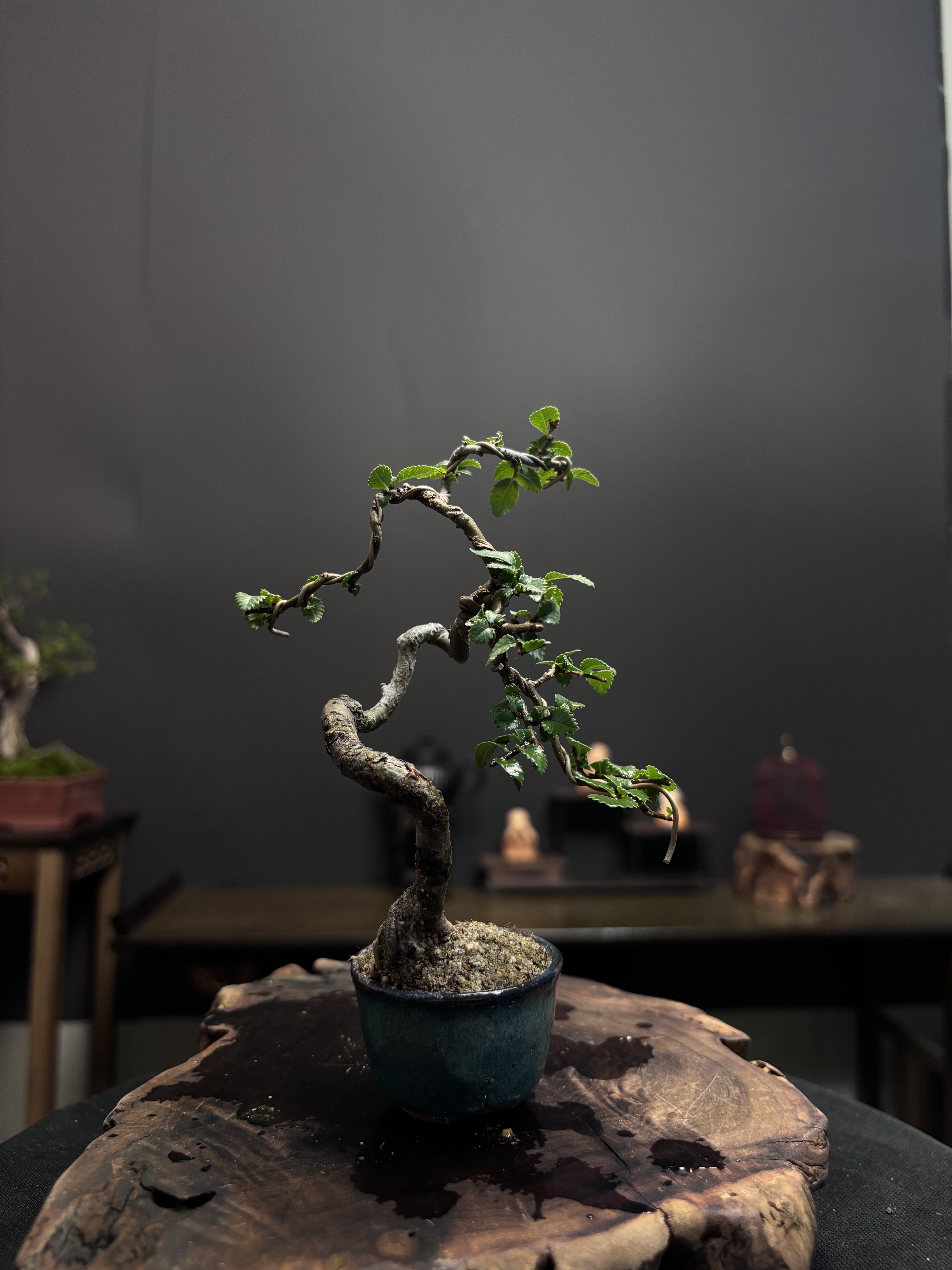 盆景一物一拍专用链接