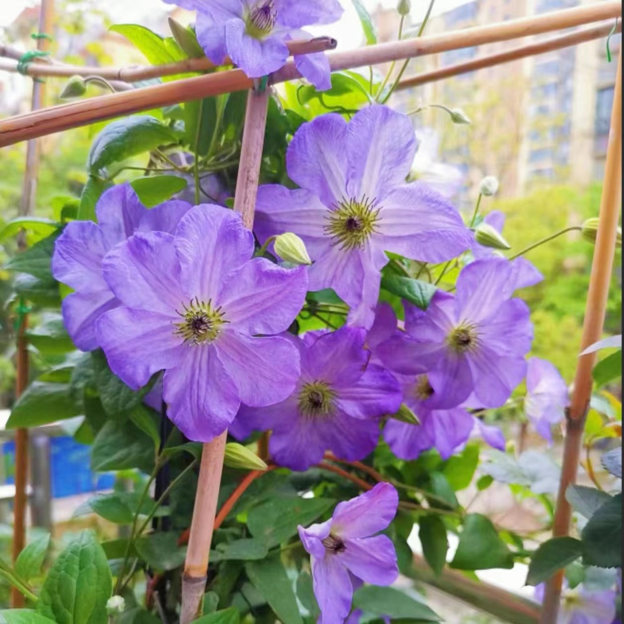 【海风】铁线莲重瓣爬藤带花苗攀援庭院花卉盆栽地栽观花植物室内