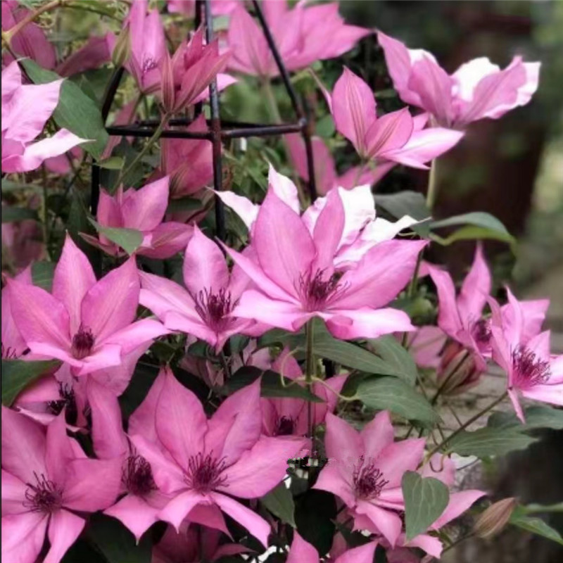 【吉赛尔】铁线莲重瓣爬藤带花苗攀援庭院花卉盆栽地栽观花植物室内