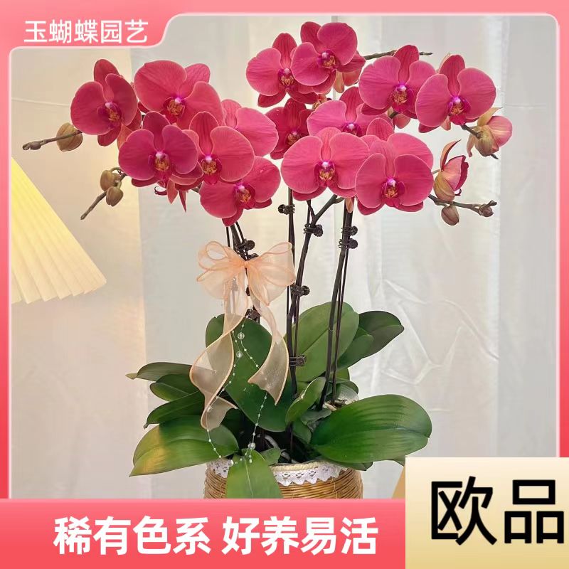 蝴蝶兰《纳博纳》好养耐养苗情优质叶片碧绿  基地直发  送礼乔迁