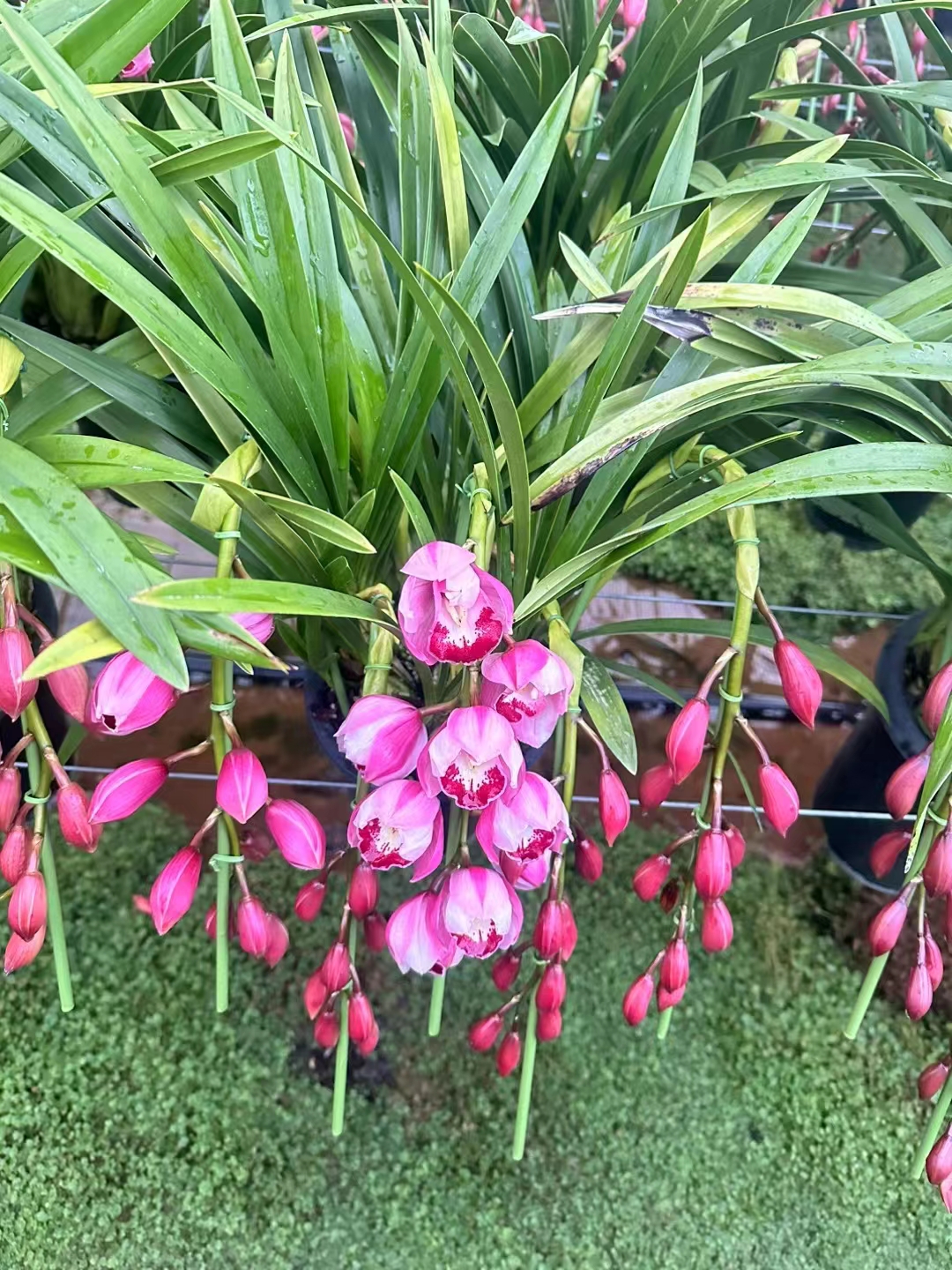 大花蕙兰年肖花【英雄】原盆原土发货