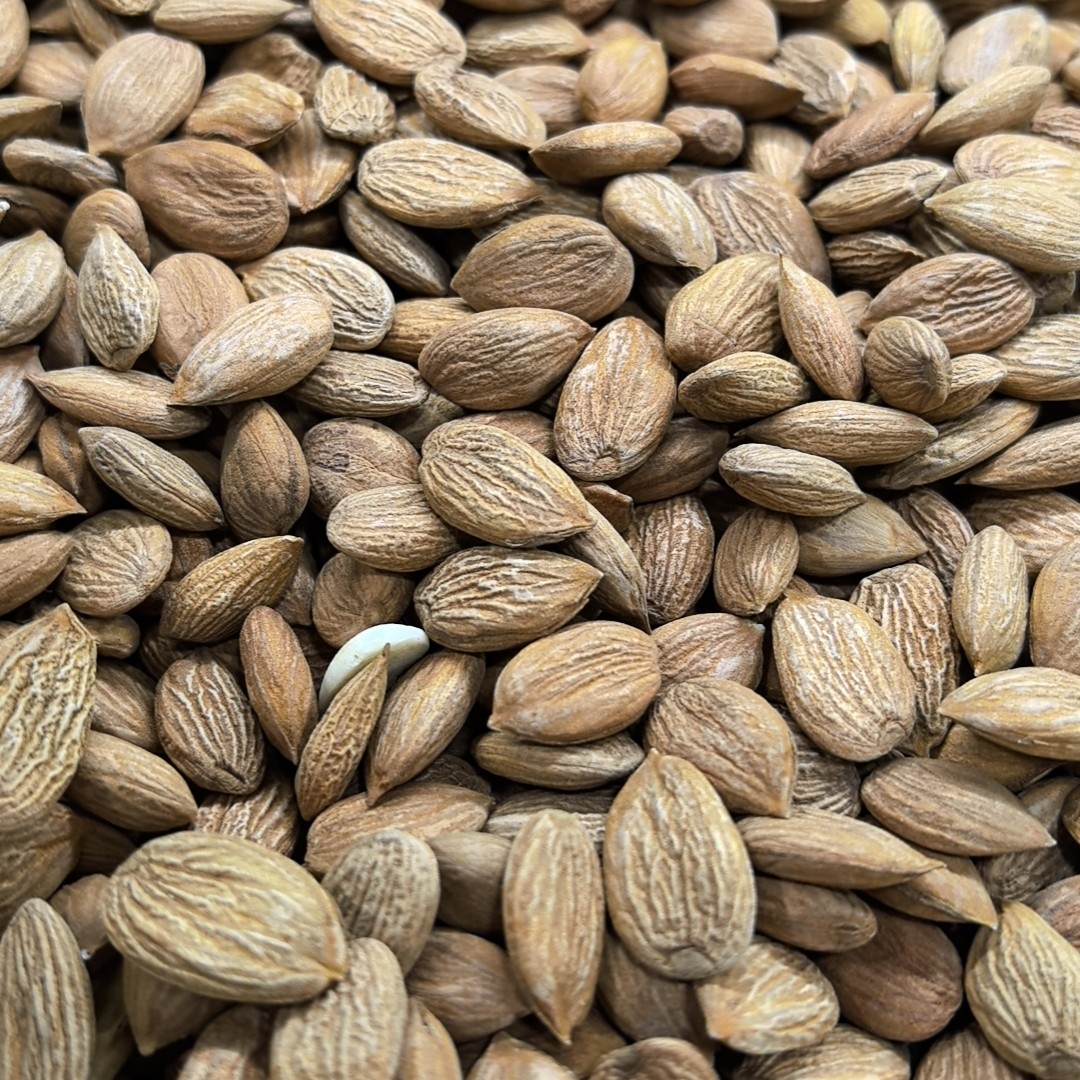 新疆甜杏仁原味无壳大扁生杏仁南杏仁甜杏仁去核饱满营养散装即食