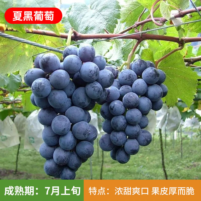 巨峰葡萄苗阳光玫瑰无核晴王葡萄树苗青提无籽葡萄苗当年结果精品