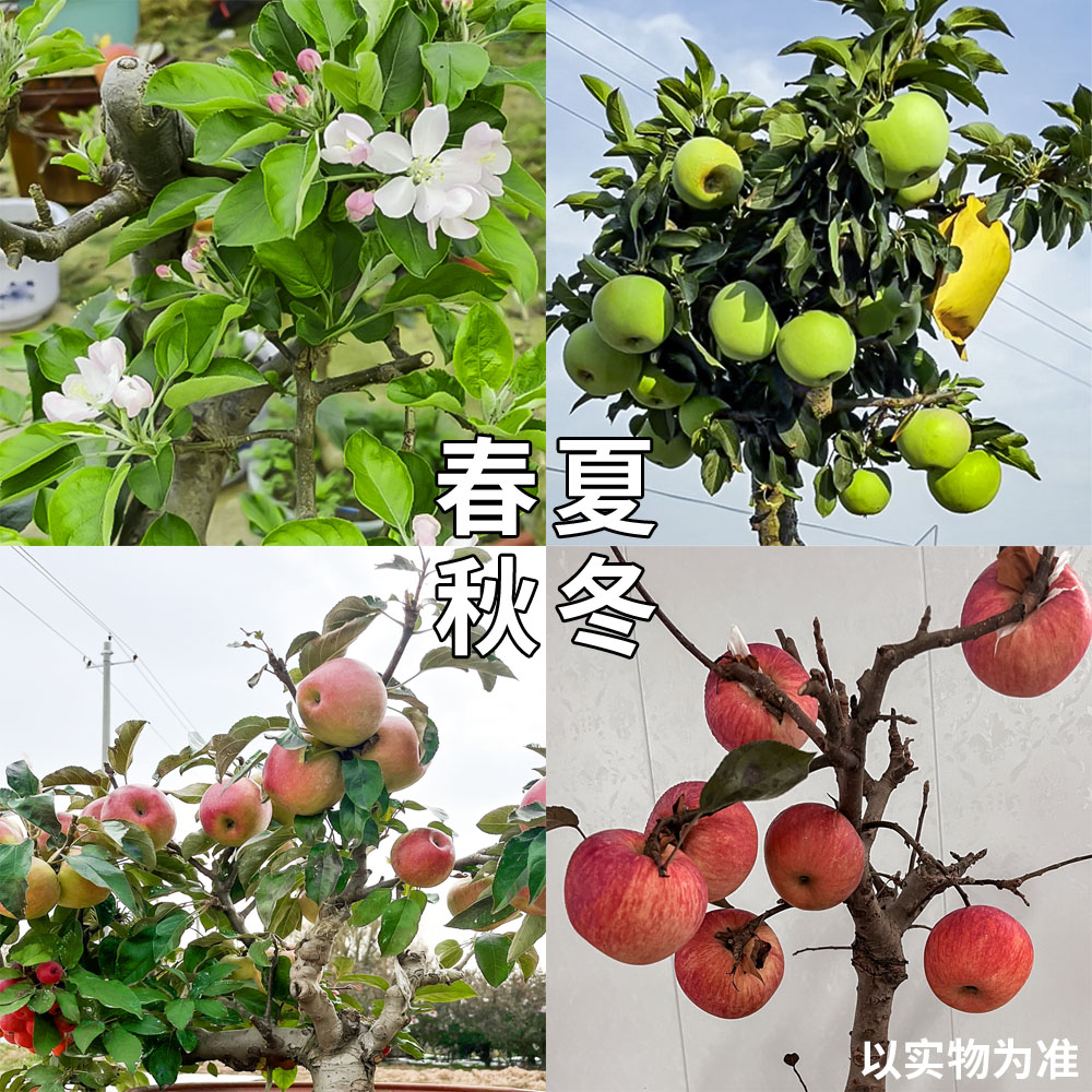 盆景庭院植物观赏盆栽