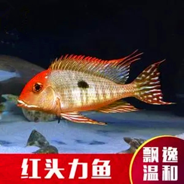 食土鲷斯维尼关刀红头力圣塔伦月亮宝石玻利维亚鱼苗观赏鱼热带鱼
