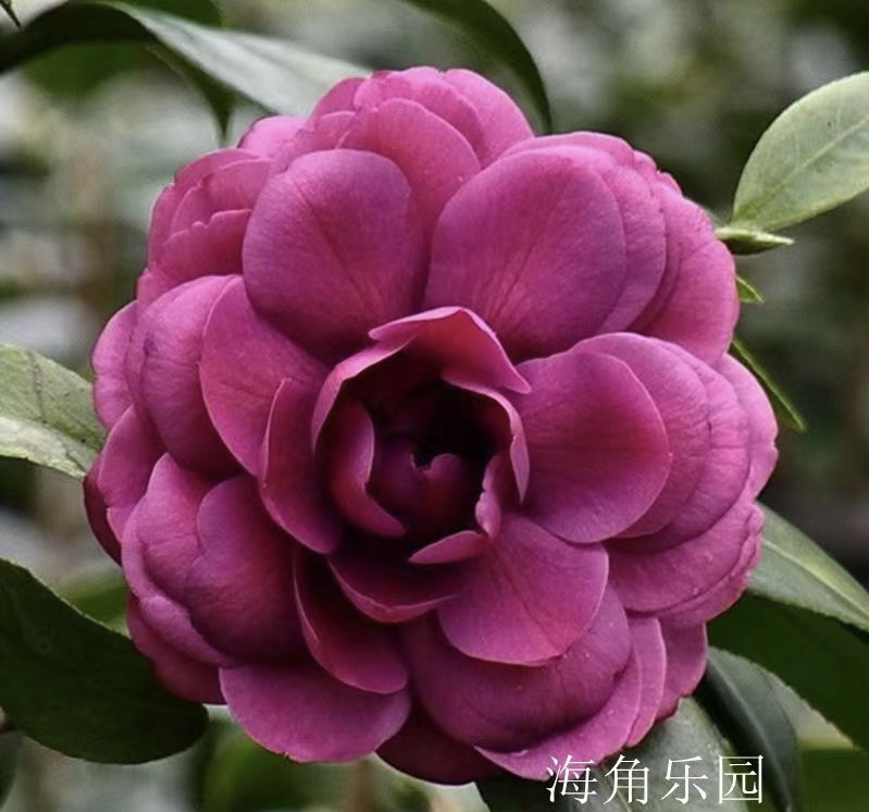 紫色山茶花紫玫瑰又名海角乐园名贵品种室内外阳台绿植盆栽