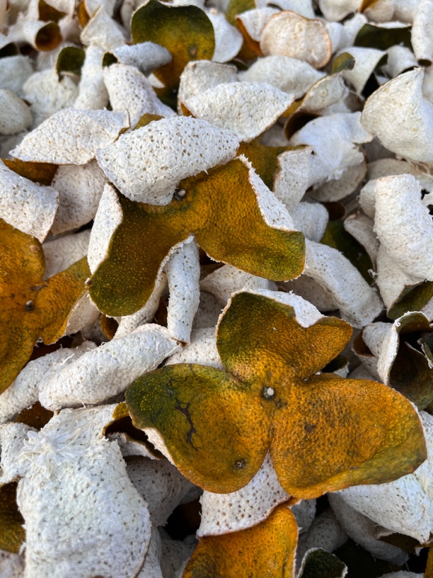 2024年新会小冈圈枝二红皮七年树天然生晒