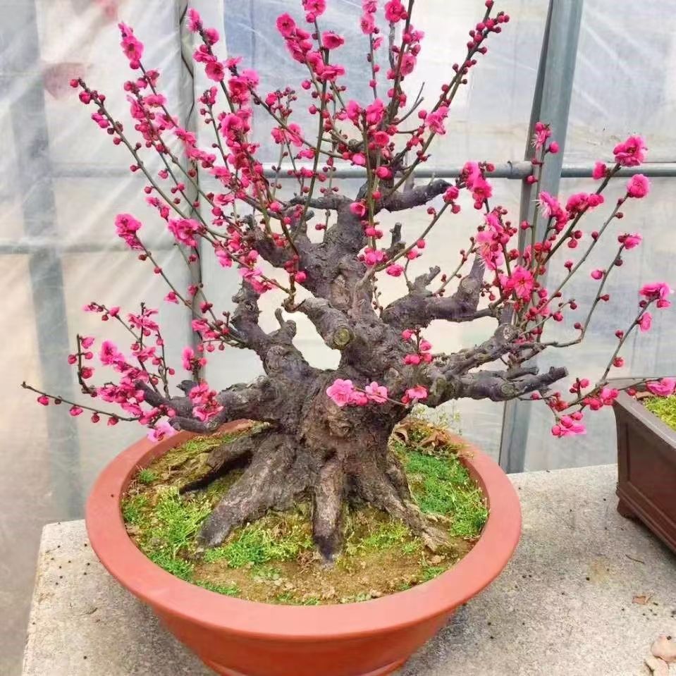 原生梅花老桩（一物一拍）鲁南专购