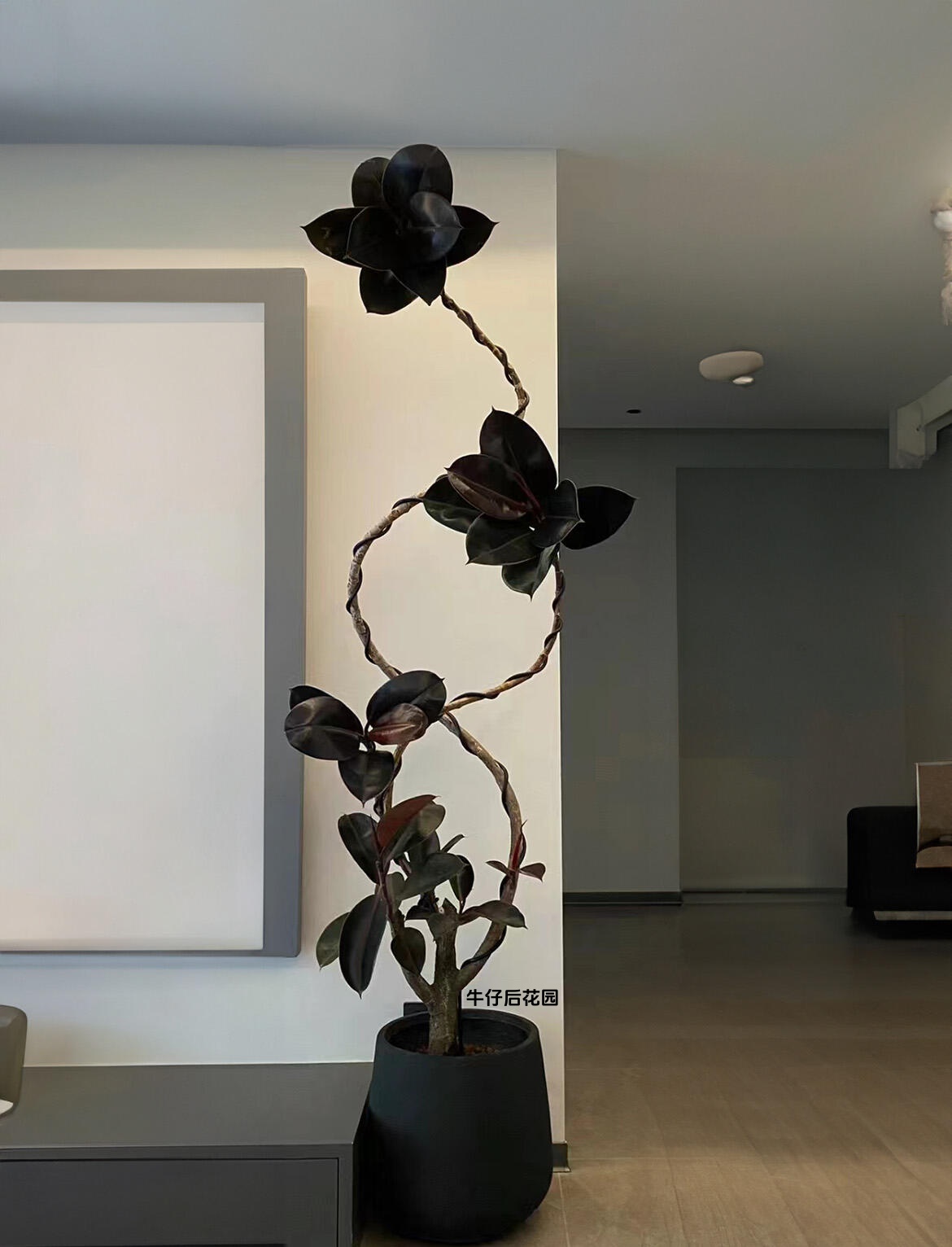 【直播间专享】黑金刚橡皮树老桩客厅大型盆栽 除甲醛绿植 北欧风 